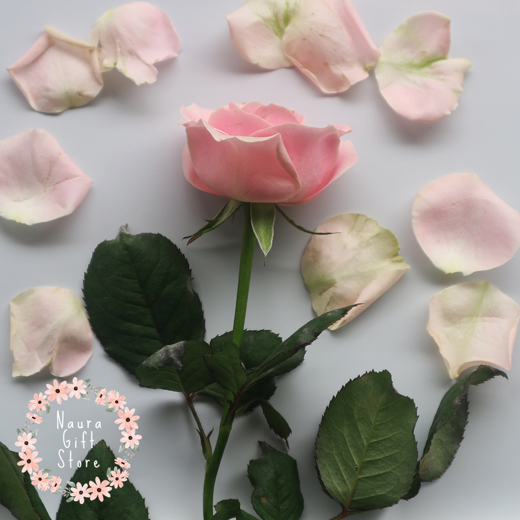 Bunga Mawar Potong Asli Segar Satuan Mix