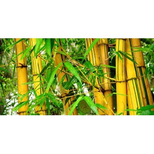 Hemat-Tanaman Hias Bambu Kuning I Pring Kuning Alami - Banyak Manfaat