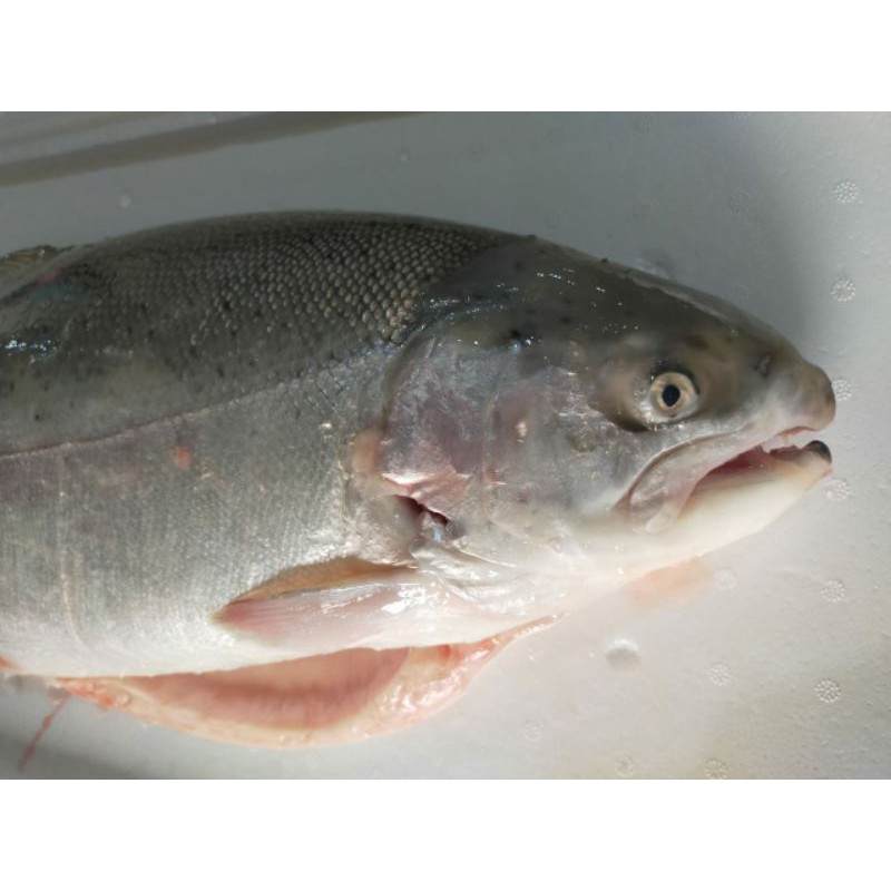 

IKAN SALMON FRESH 3KG SD 5 KG