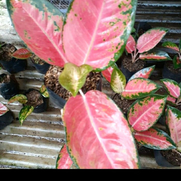 tanaman hias aglonema kocin - aglonema kocin