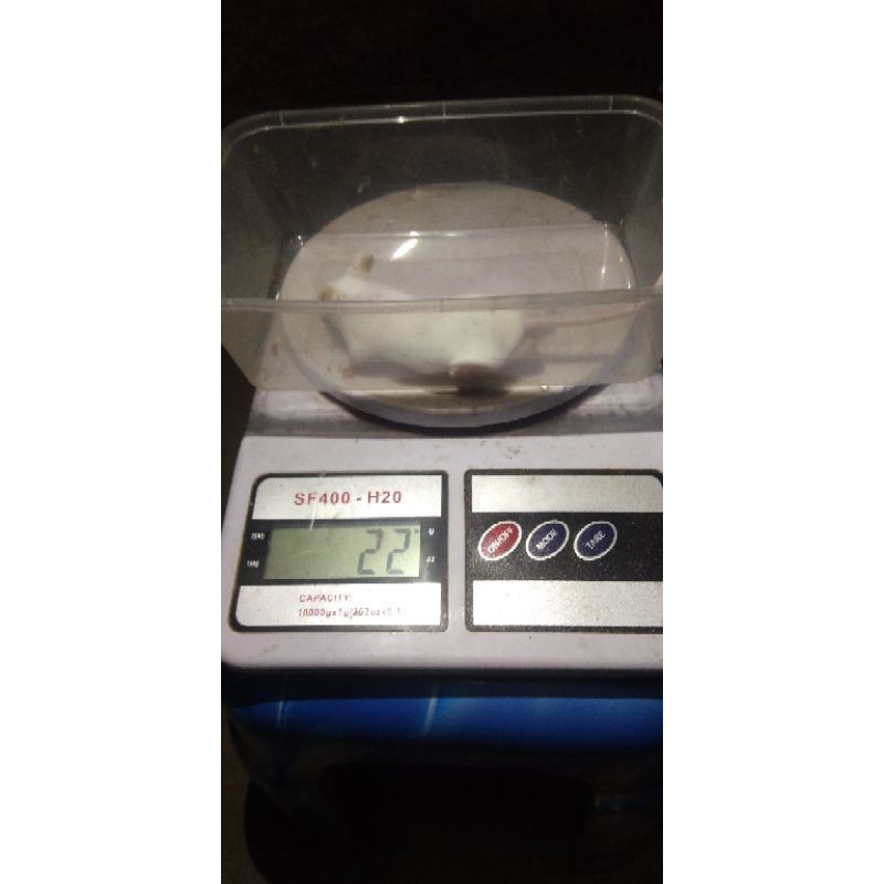 Mencit Dewasa (Male)