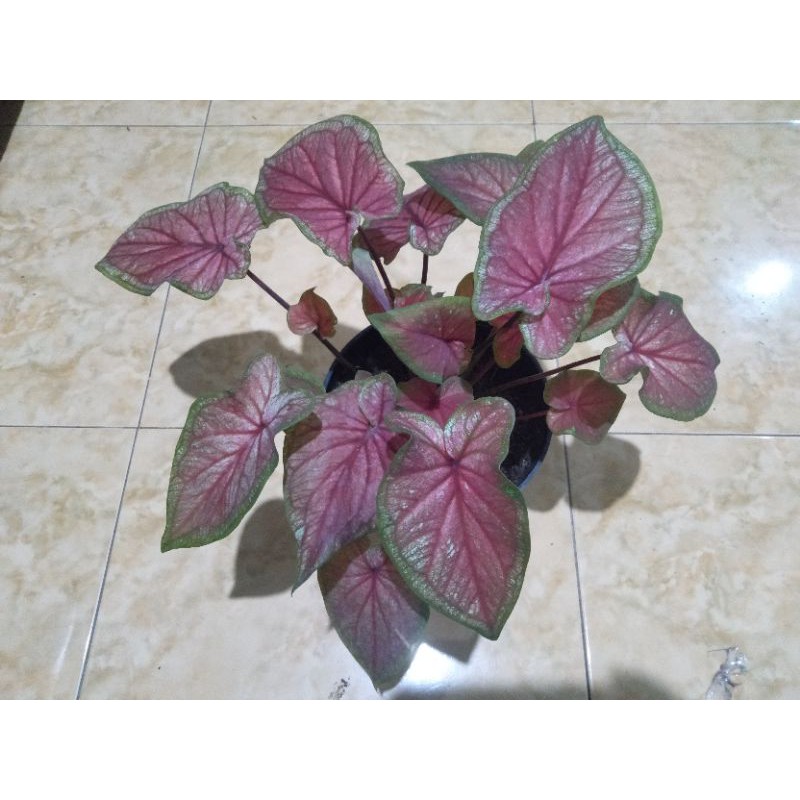 Keladi Red Jaguar Caladium Red Jaguar Daun Ganda Double Leaf Tanaman Hias Keladi Merah