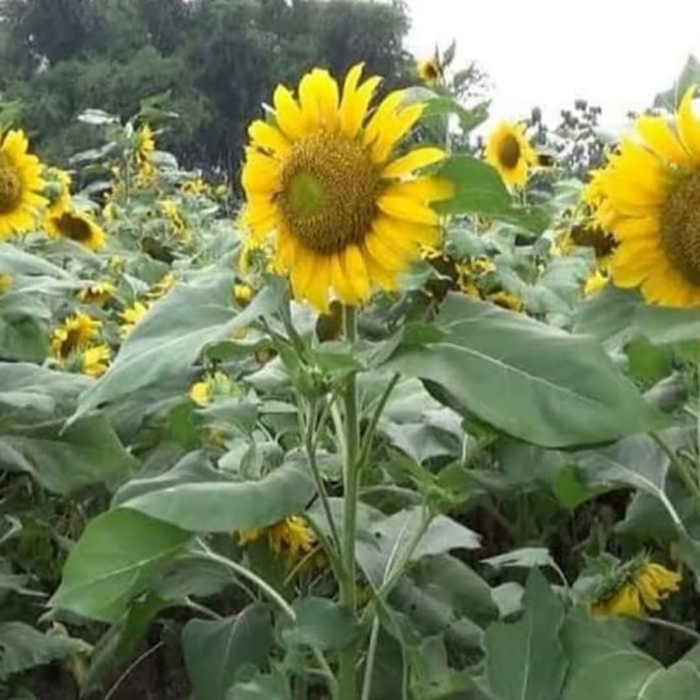Pohon Bunga Matahari Besar - Tanaman Hias Bibit Pohon Bunga Matahari