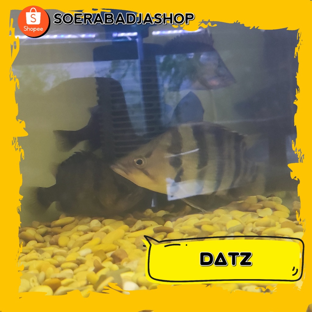 Ikan Tiger Datz 4 Bar (3 Jari), ikan Datniodes Tankmate Arwana, Oscar, Pbass