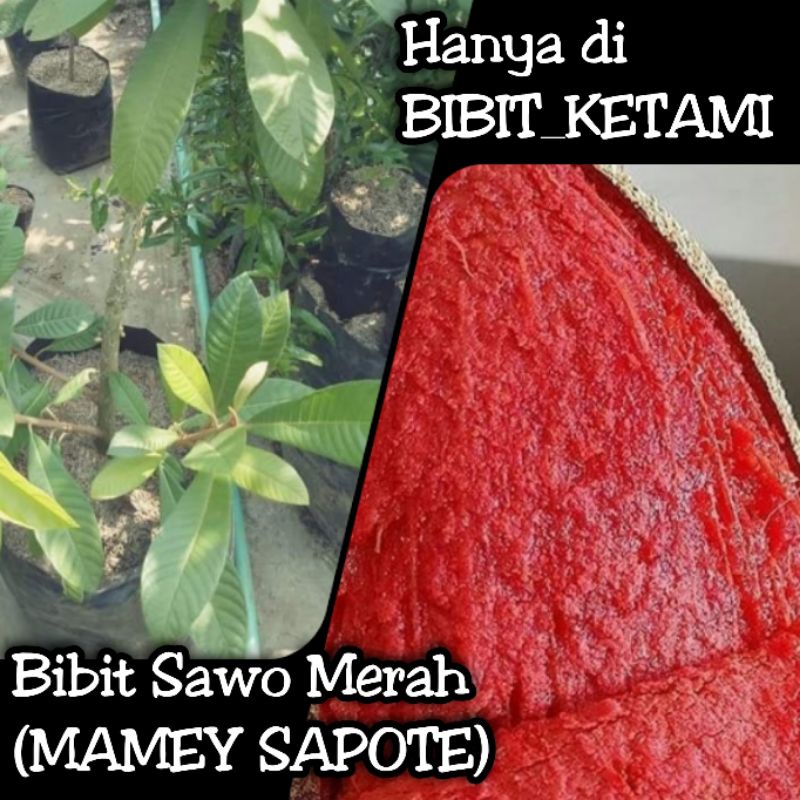 Bibit Sawo Merah Jumbo Manis Mamey Sapote - Kategori Standart (ORIGINAL)