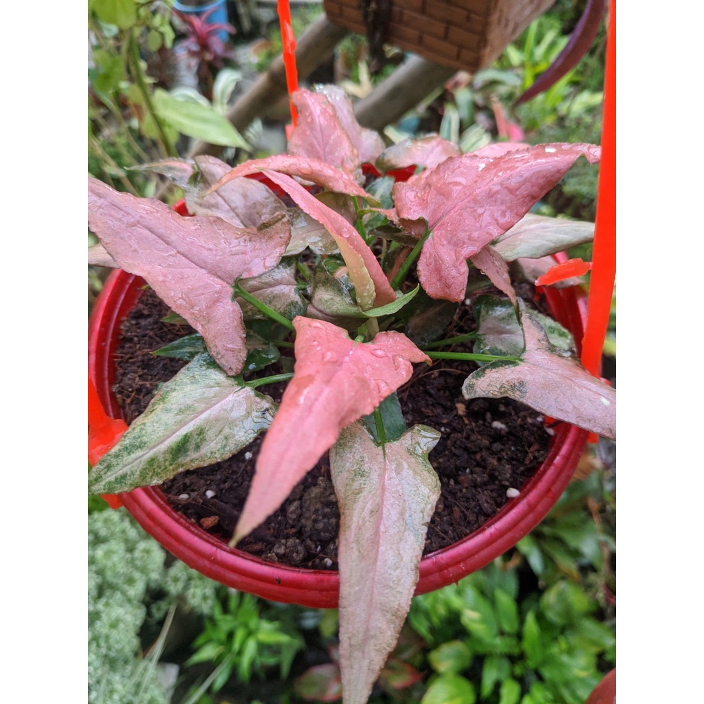 (BISA COD)TANAMAN HIAS SYNGONIUM PINK TANAMAN BUNGA MURAH BERKUALITAS