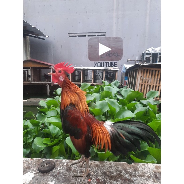 Ayam hutan merah sumatera / Berugo / beruge / brugo