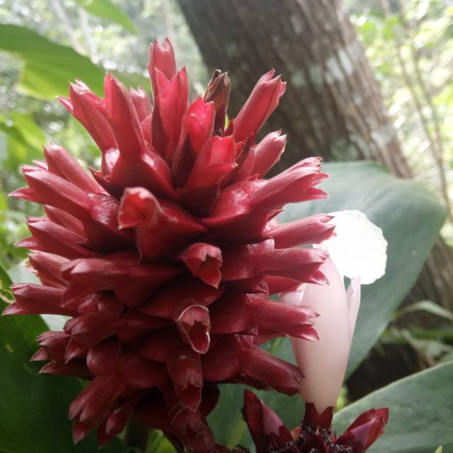 

DAUN BUNGA PACING HERBAL ALAMI