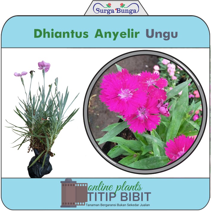 Bibit Bunga Anyelir Dianthus Ungu