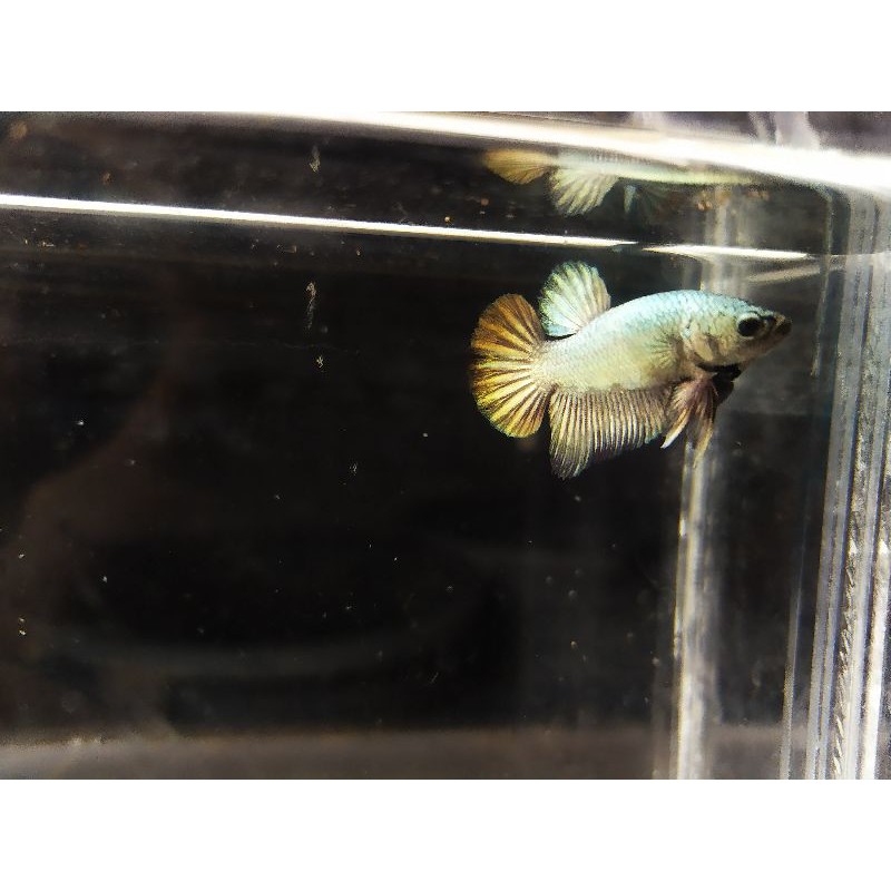 Cupang Black Samurai