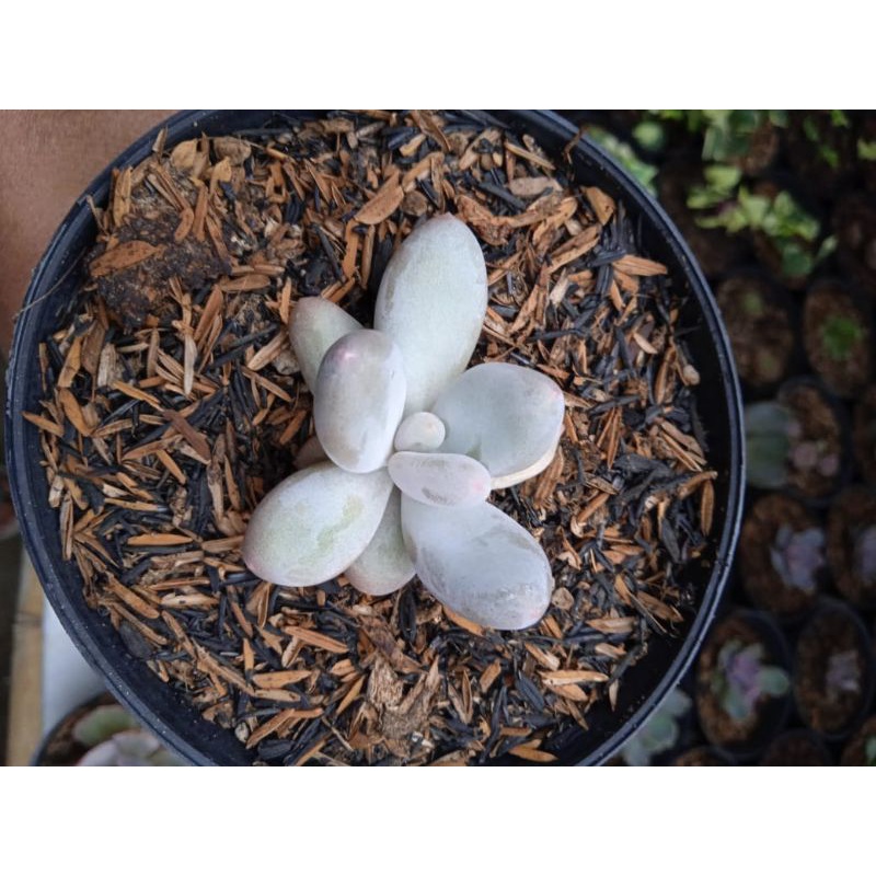 sukulen moonstone(free pot hitam&media tanam)