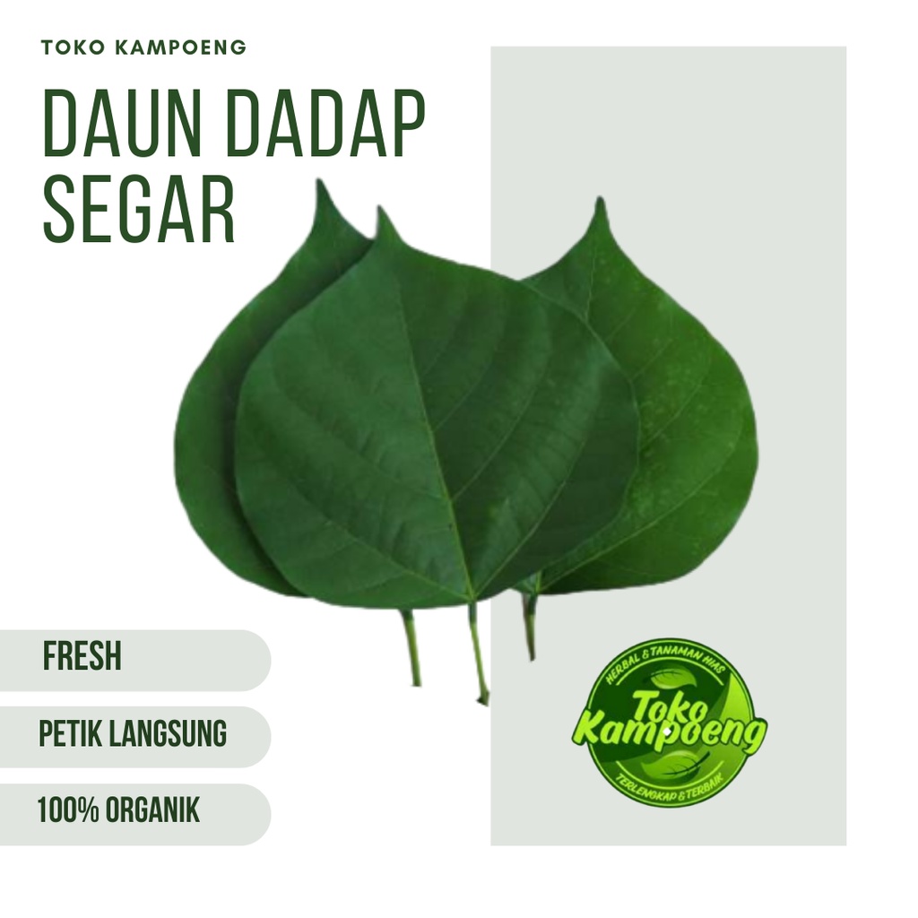 

Daun Dadap Serep Segar Petik langsung