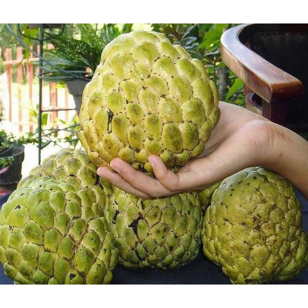 BIBIT TANAMAN SRIKAYA JUMBO TANPA BIJI SUPER