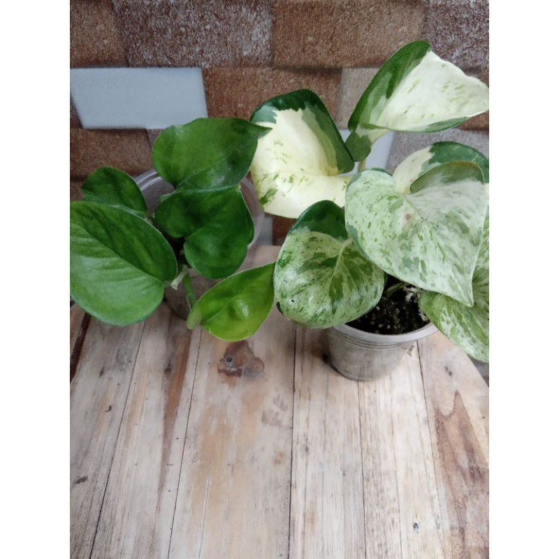 Epipremnum manjula varigata putih, manjula mint