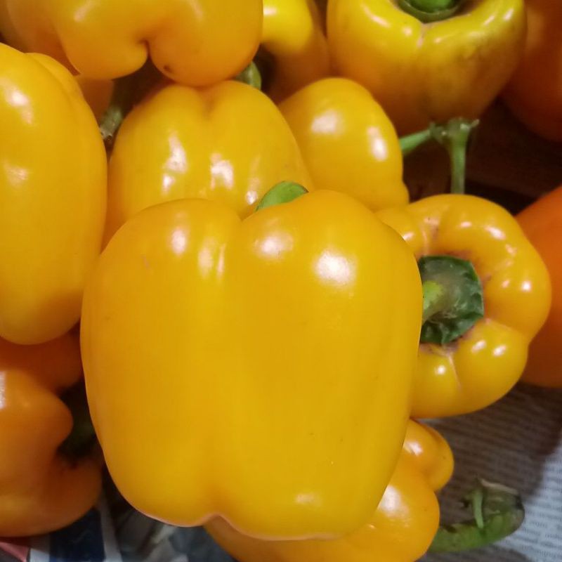 

PAPRIKA KUNING/A/NIURAME