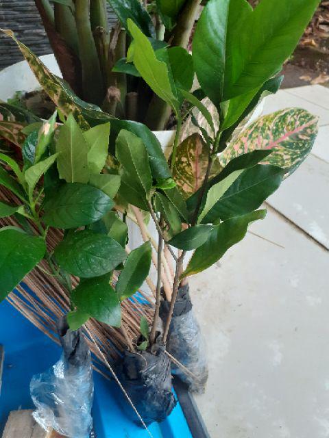 Tanaman Hias Melati - Melati Kaca Piring - Kaca Piring - Gardenia Augusta