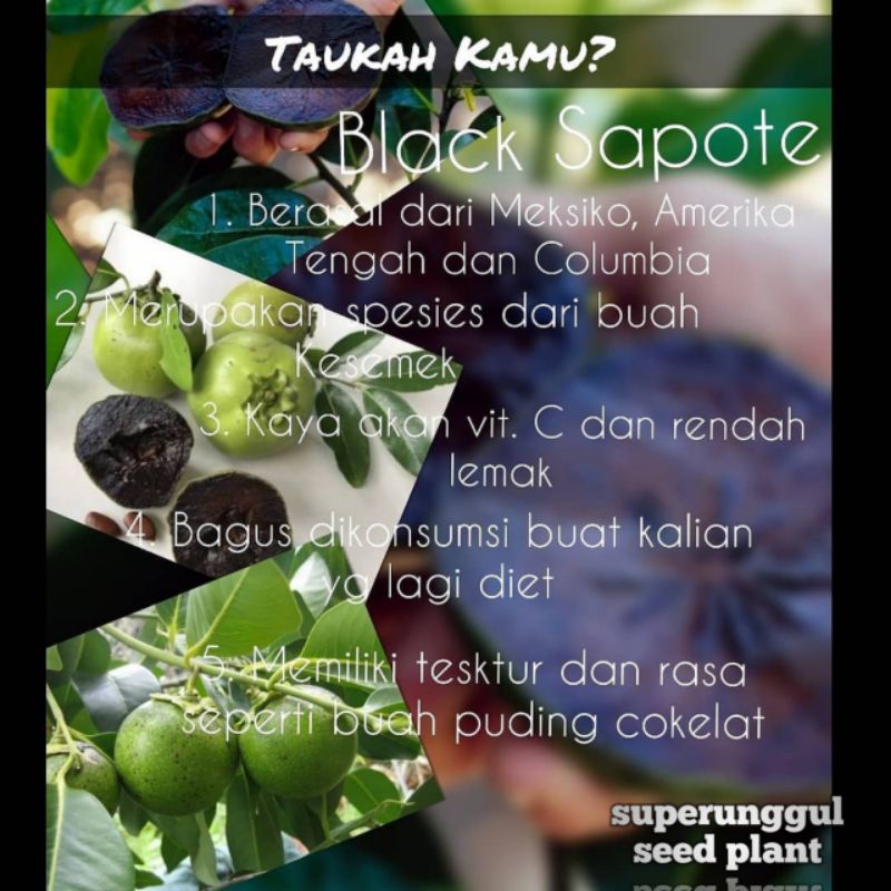 Bibit buah black sapote Superunggul