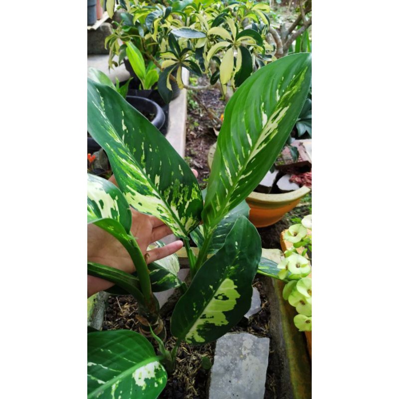 varigata blanceng aglonema tissue Sri rejeki