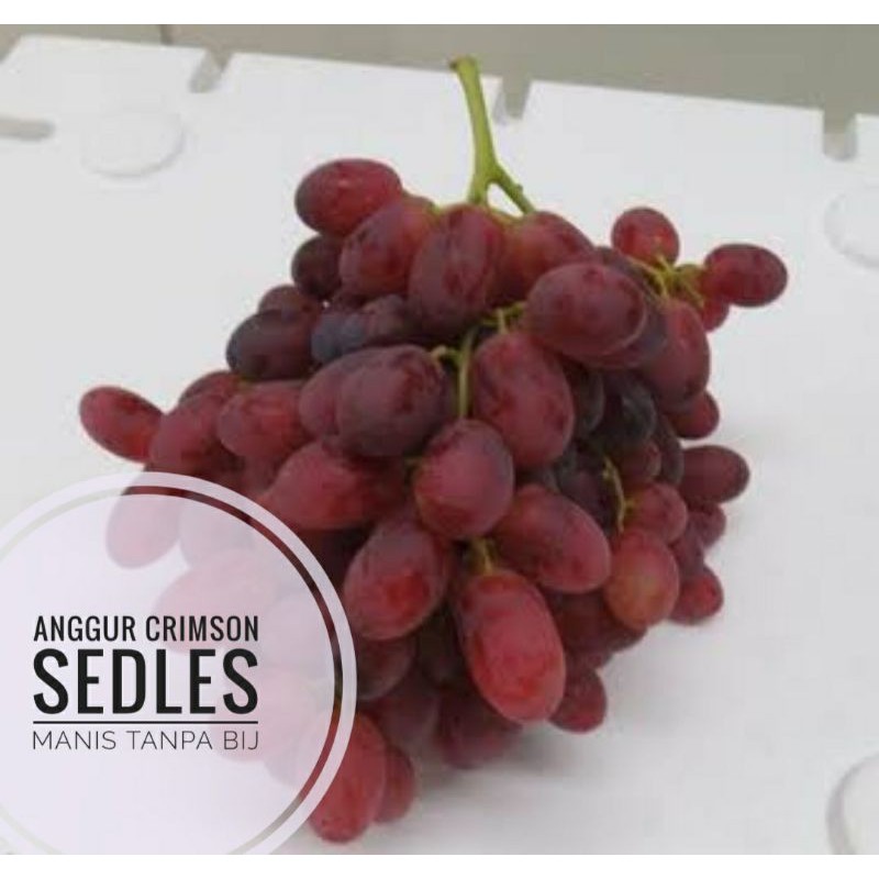 

BUAH ANGGUR MERAH CRIMSON TANPA BIJI