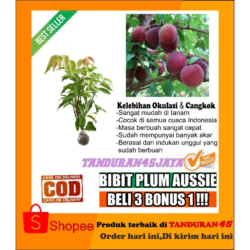 bibit buah plum ausy/bibit plum ausie/bibit plam