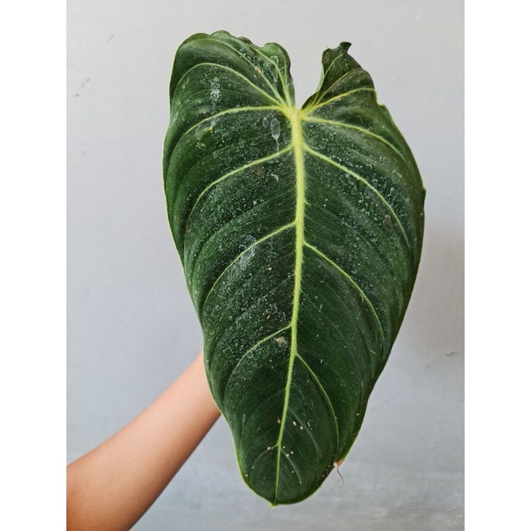 Melanocrysum Narrow Form