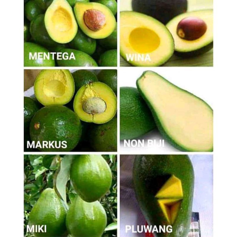 

1paket isi 6bibit alpukat super