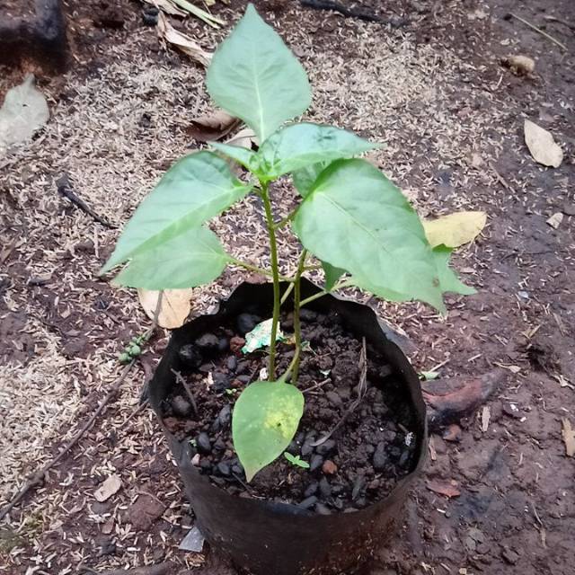 Pohon cabe rawit,keriting