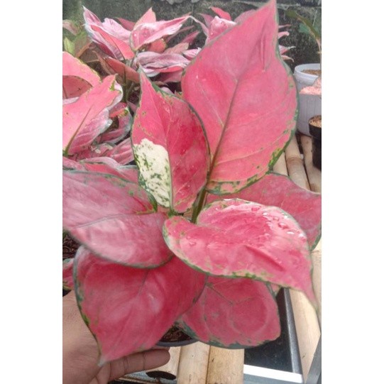 Aglonema Red Anjamani besar Tanian Lokal