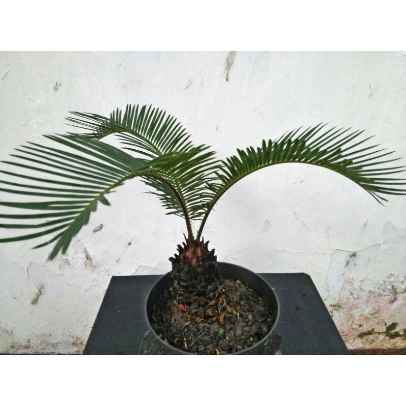 #Tanaman Hias Pakis Haji, mawar jambe murah, Cycas revoluta