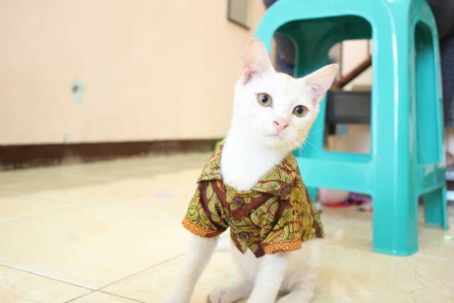 Kemeja batik kondangan untuk kucing / baju kucing murah meriah size S M L XL