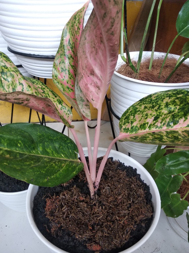 Taman Hias Aglonema Heng Heng