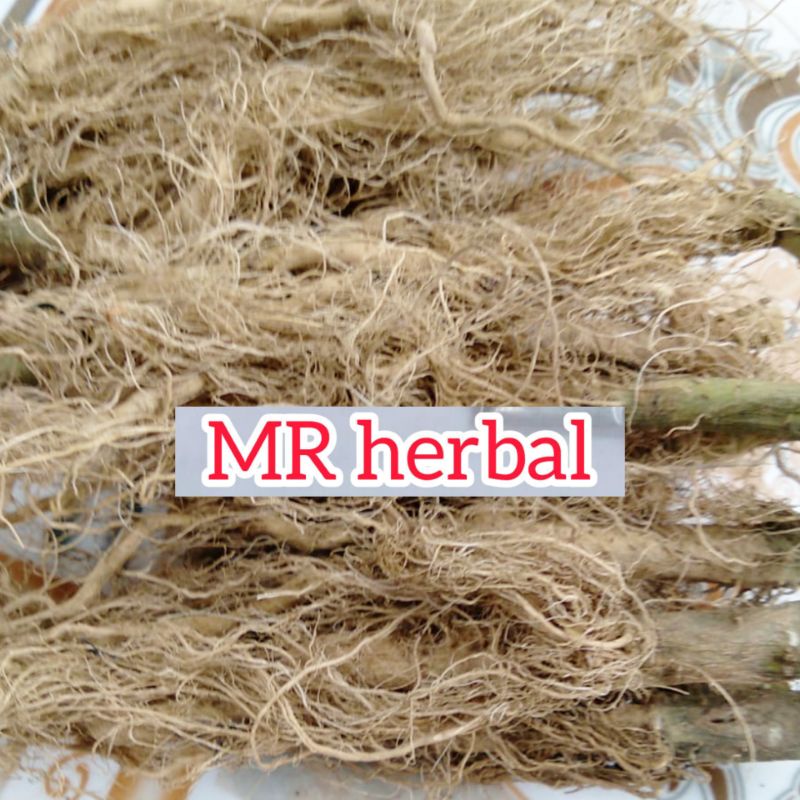 

Akar ciplukan kering per 25 gram herbal diabetes