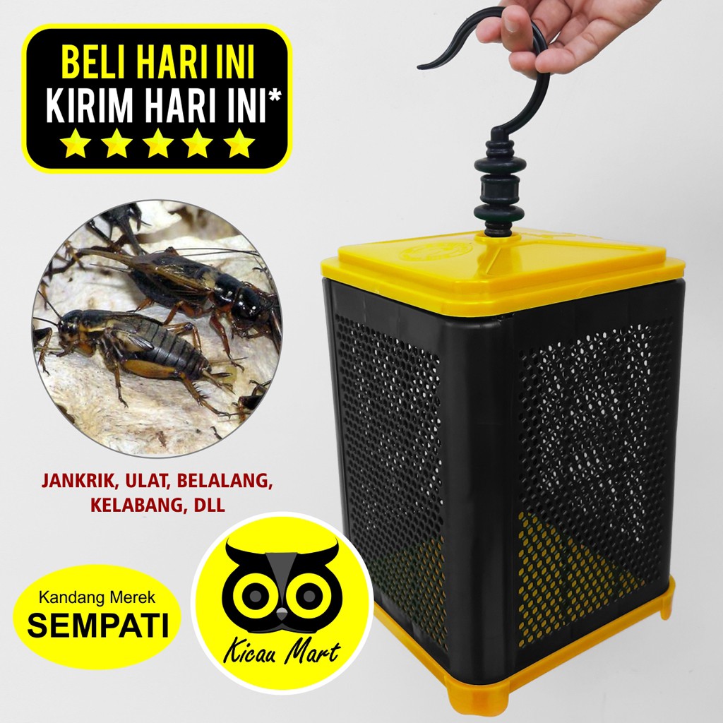 WADAH KANDANG JANGKRIK KOTAK SEMPATI TEMPAT TERNAK ULAT ...