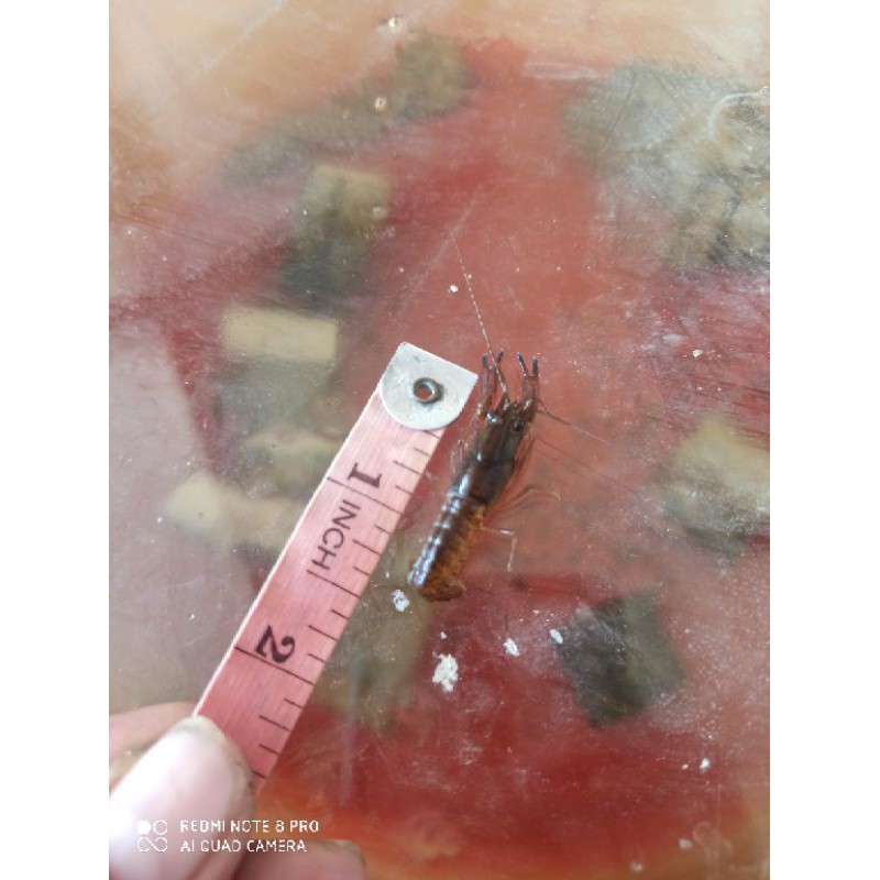 Bibit Lobster Air Tawar 1.5in up