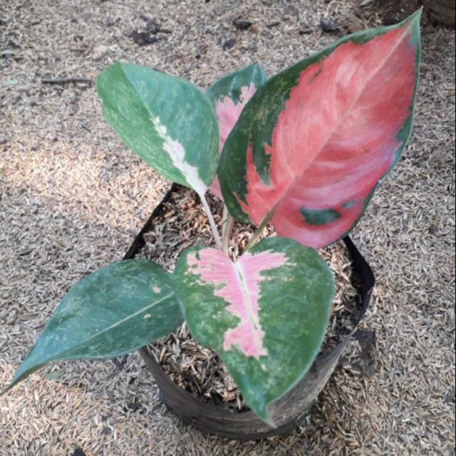 aglonema kochin hibrid