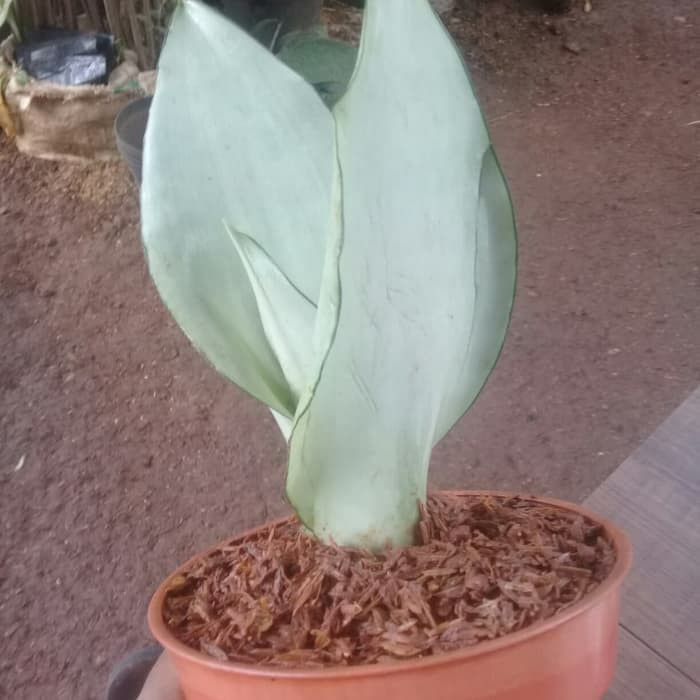 Sensivera Moonlight/moonshine sensivera/sensivera putih - Sensivera moonshine