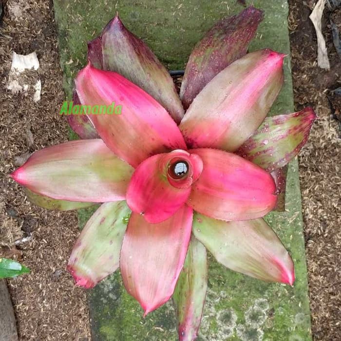 Tanaman Bromelia Pink Grass