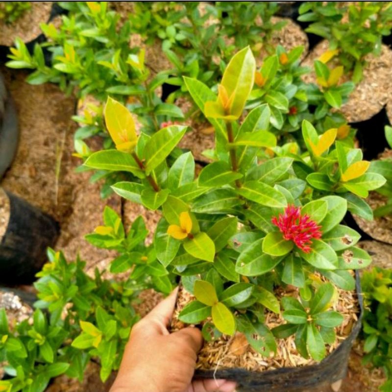 Tanaman bunga asoka india pohon soka india bunga merah