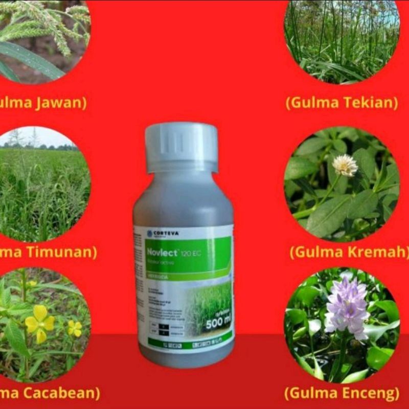 HERBISIDA NOVLECT | SPESIAL GULMA PADI SAWAH