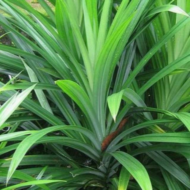 

Jual Daun pandan wangi segar 1kg organik siap petik