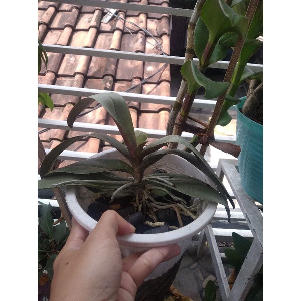 Anggrek bulan doritis Dewasa