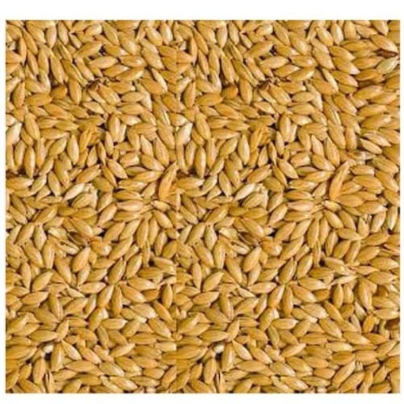 Canary seed