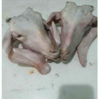 

kepala kambing/domba muda