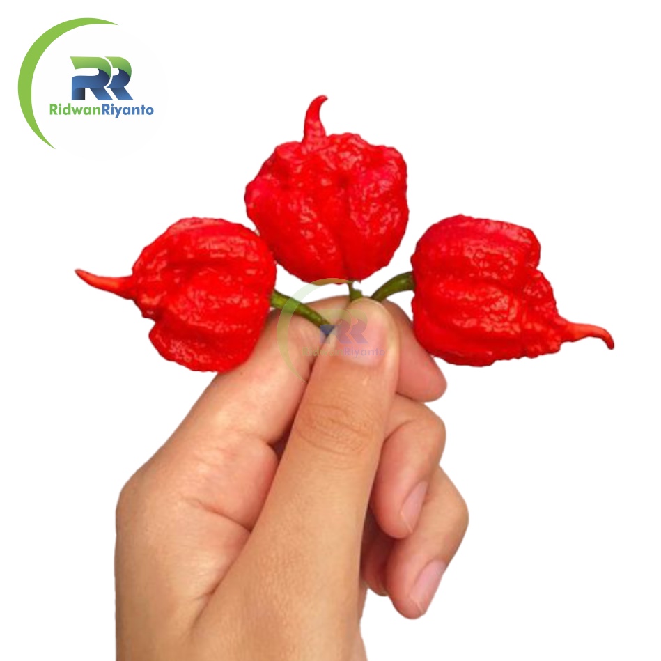 BUAH Cabai CAROLINA REAPER RED Cabe Terpedas Nomor 1 di Dunia Versi Guinness World Record