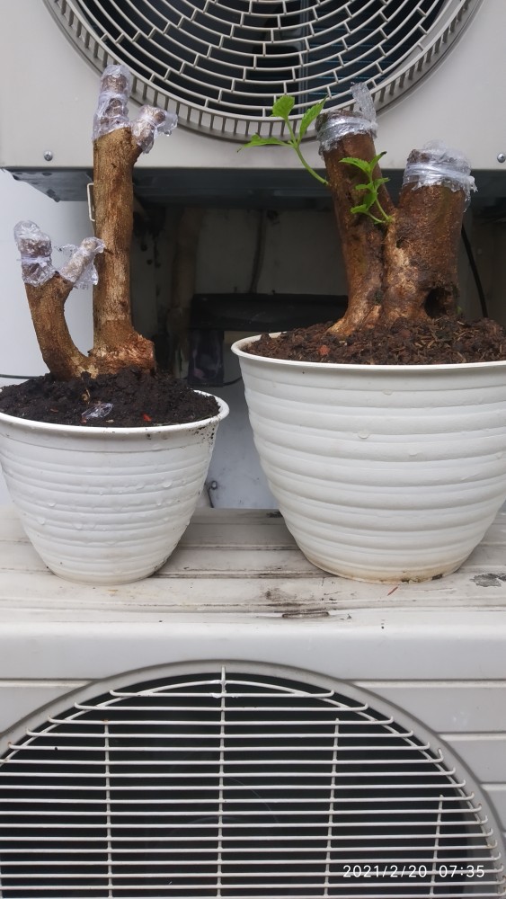 Bunga Lantana Bunga Oren