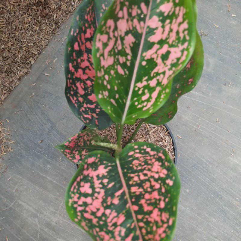 aglaonema pink dalmation