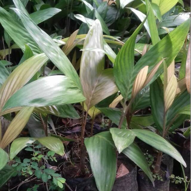 BIBIT SALAK PONDOH SALAK MANIS SALAK PONDOH BIBIT SALAK MANIS