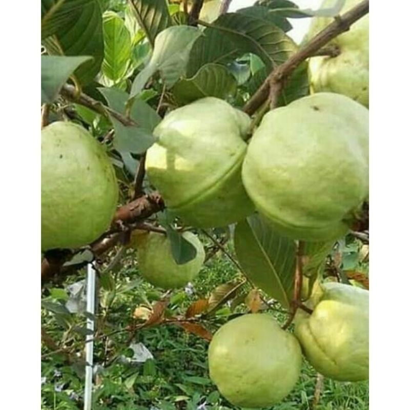 Bibit Jambu siumik pala siap berbuah(bisa cod)