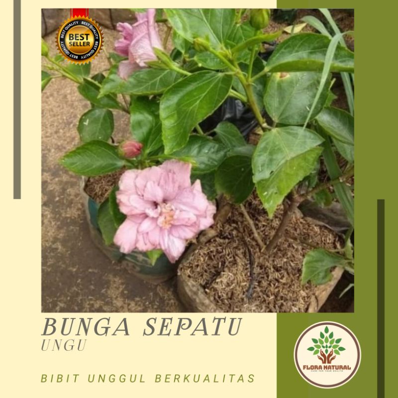 Bibit tanaman bunga sepatu ungu Tanaman hias bunga sepatu ungu double