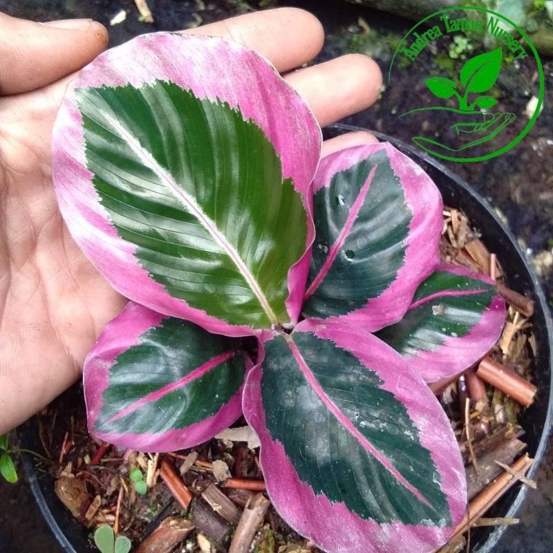 Tanaman hias calathea Cynthia Pink - Calathea Sintia Pink